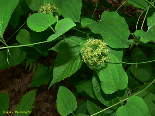 {Smilax herbacea}